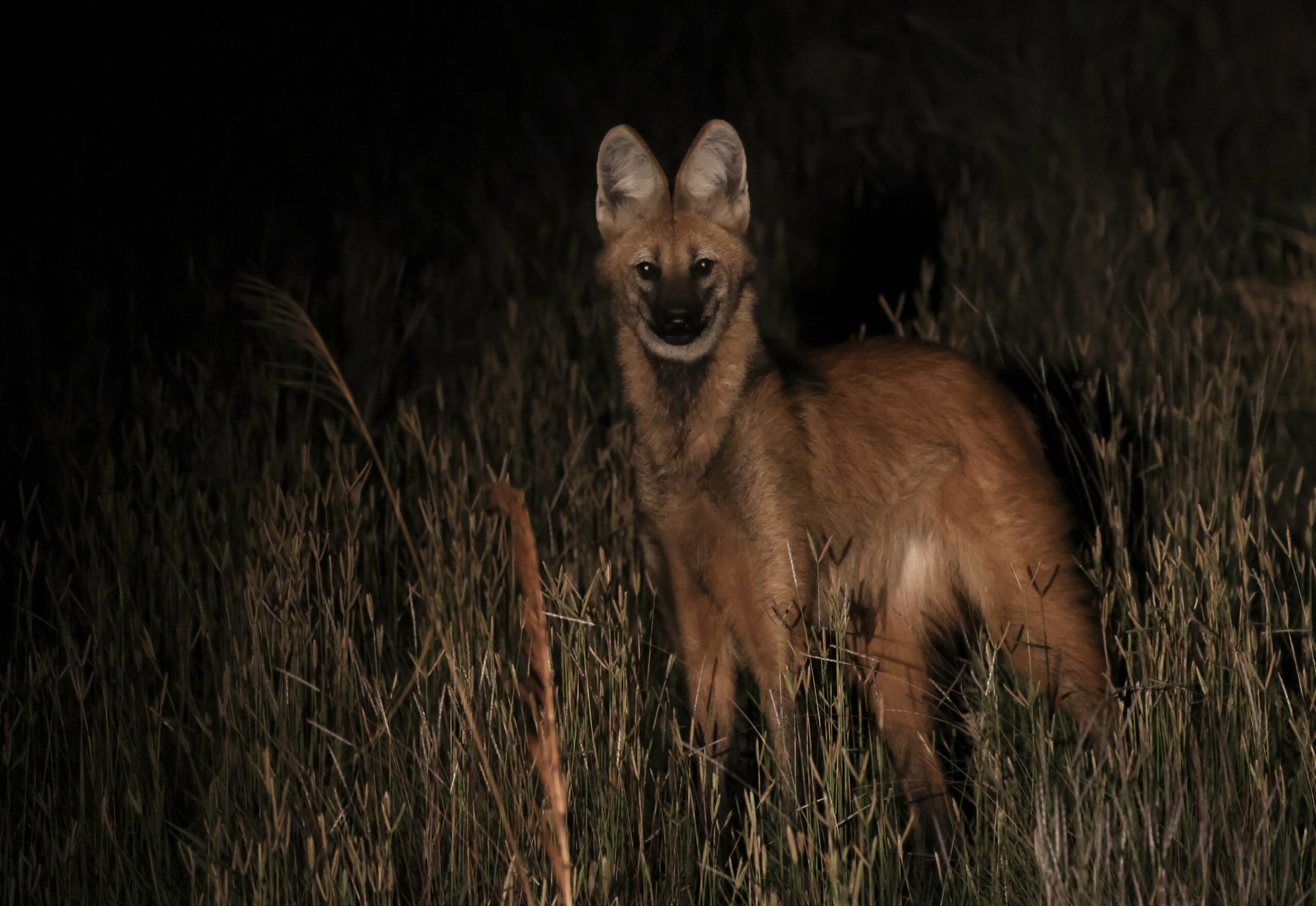 Maned Wolf, Emas NP by Chris Townend